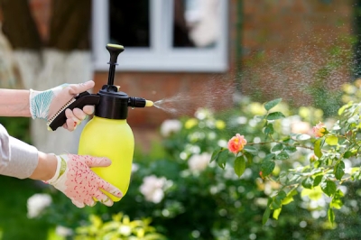 Healthy plants without pests: How to protect the garden from insects and fungal diseases?