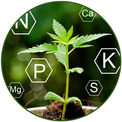 Основни торове