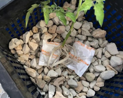 Xtreme Gardening Mykos Root pack 10g