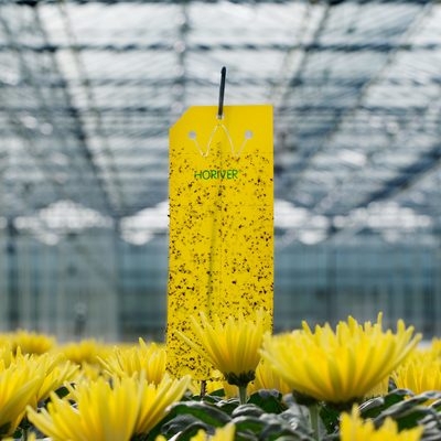 Horiver - sticky strips against flying insects