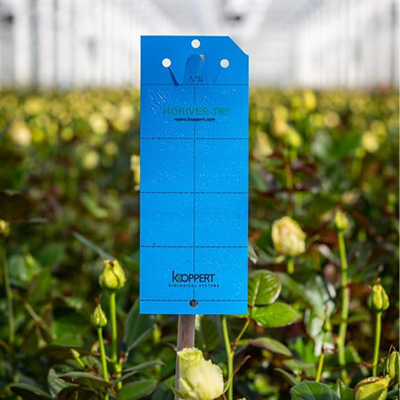 Horiver - κολλώδεις λωρίδες κατά θρίπες