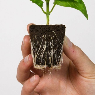 ROOT!T coconut bars 60 pcs. in a package