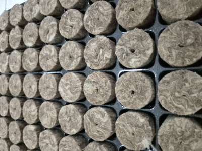 Speedgrow Tray with 84 sockets and mineral wool blocks