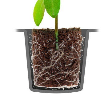 ROOT!T Natural Rooting Sponges - Tray with 60 rooting cubes (without peat)