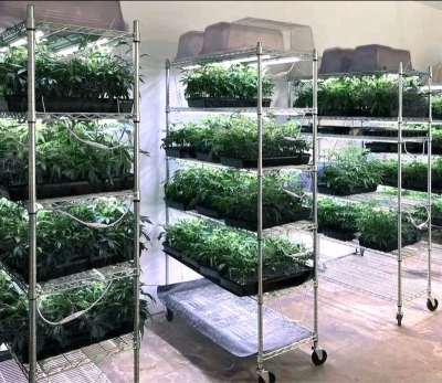 Flexstar Clone LED 18W Professionelles Rooting-Kit (2 Stück)