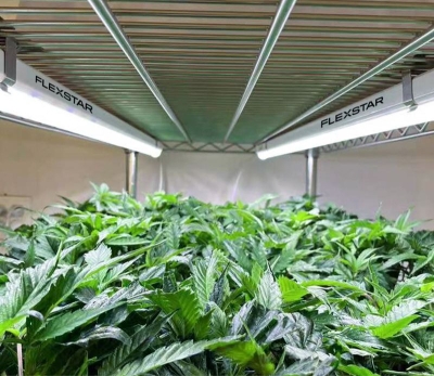 Flexstar Clone LED 18W Professionelles Rooting-Kit (2 Stück)