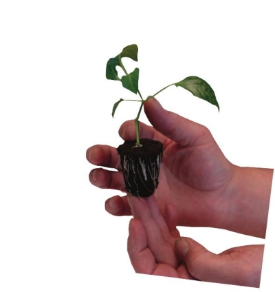 Root it rooting gel 150ml