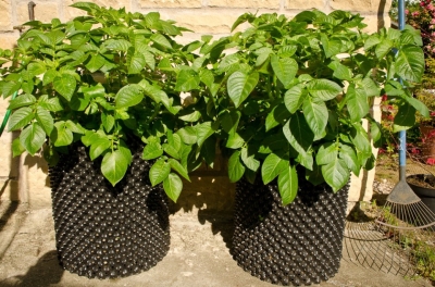 Rootbuilder Topf - 3,7L