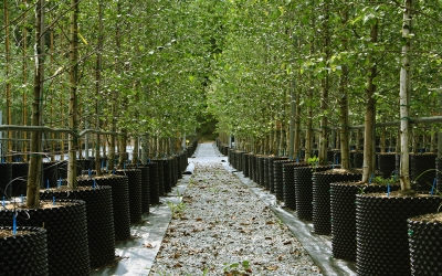 RootBuilder Pot - 11.4L