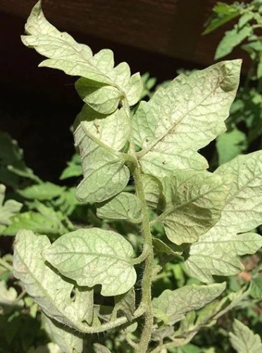 Spidermite Control 100мл - Акарицид